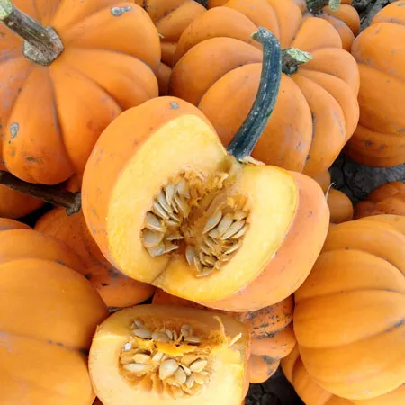 Pumpkin Seed Carrier Oil 1